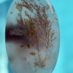 Moss Agate Fall Aster